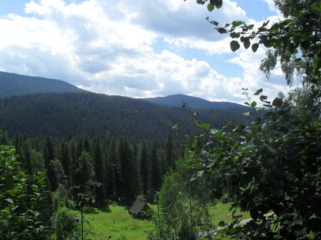 Леса Сибири